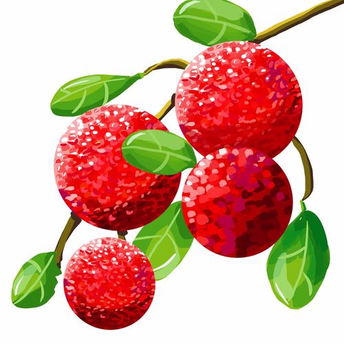 1. 出境杨梅果园和包装厂的注册登记