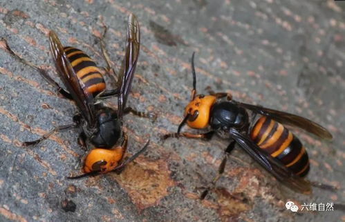 专业运输的优势