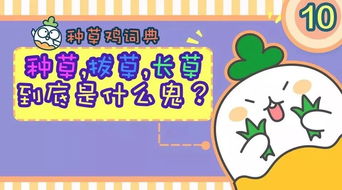 内容种草的形式与节奏