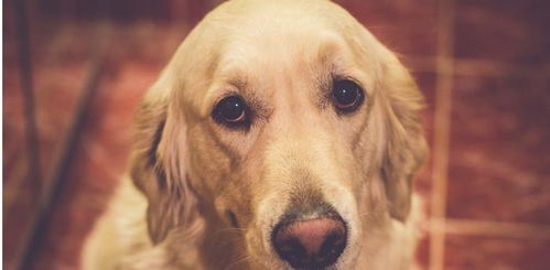 第二名：狗——金毛蛋黄