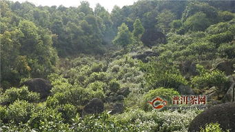 邦东岩茶：传承与创新中的璀璨明珠