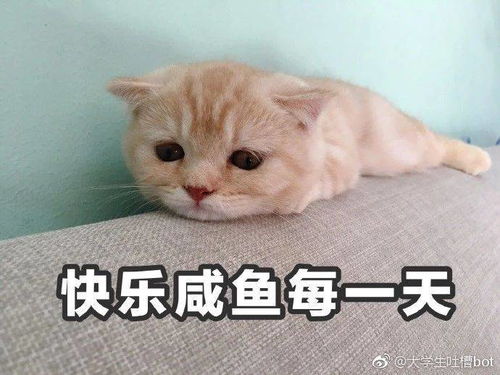 一、天猫租房是否有中介费？