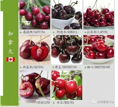 一、 车厘子概述