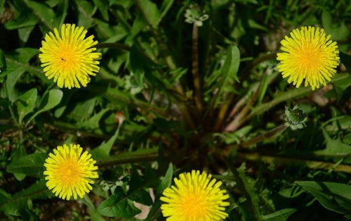 3. 蒲公英推广的效果评估