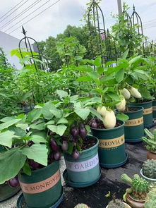 三、拼多多种菜赚钱是真的吗？