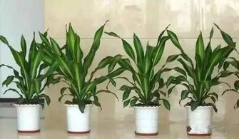 4. 植物生活美学类直播