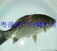 五、 锦鲤鱼苗的生长周期