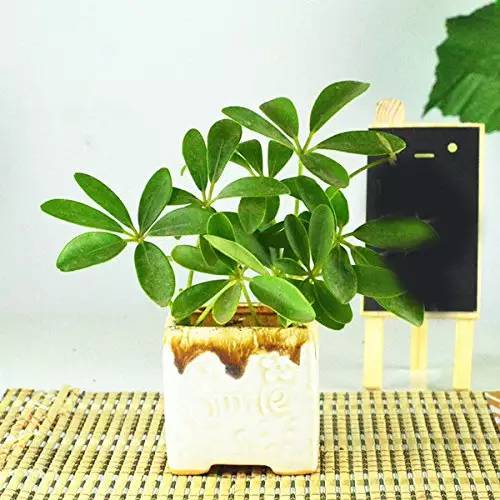 四、 广告账户开户材料详述