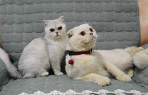 宠物界的抖音风云