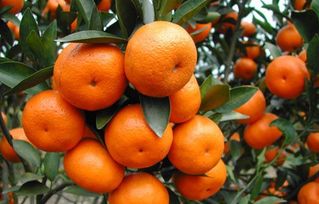 越南柑橘进口的监管依据