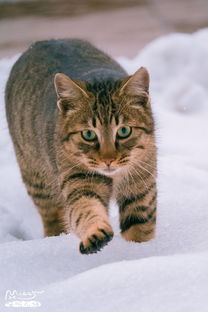 三、 天猫一直不发货怎么办