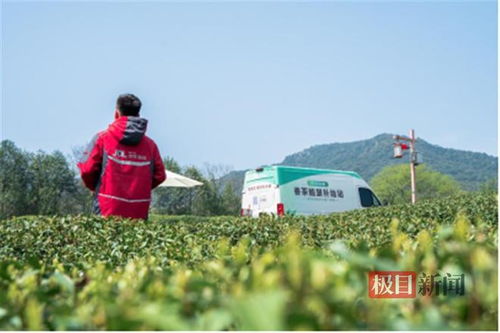 春茶时效与品质的双重挑战