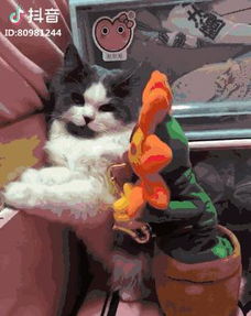 三、 抖音养小猪广告的类型与优势