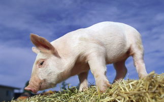 二、 抖音养小猪的收益可嫩性分析