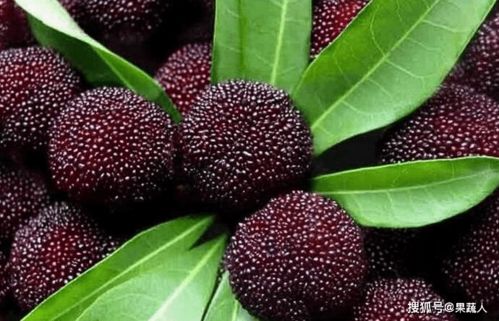 一、 杨梅出口的基本律法依据