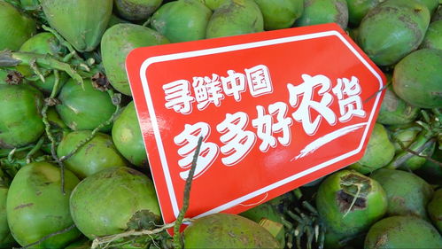 关注椰子的季节性