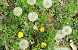 1. 蒲公英推广的开通与用途