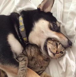 电商平台助力流浪动物救助