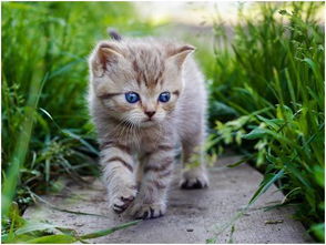 3D户外猩球：承包海岛、 享受悠闲时光