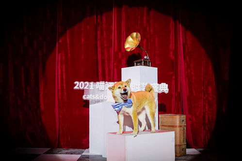 上海领养日：助力流浪动物回归家庭