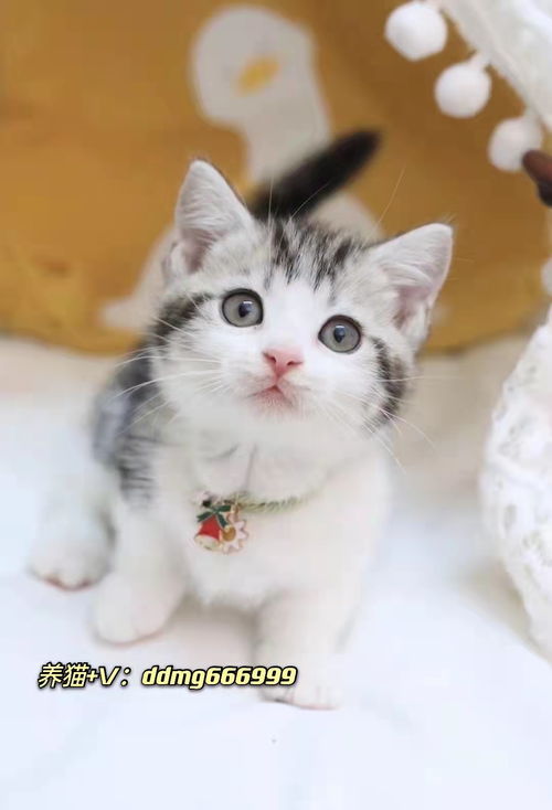 一、开个天猫店需要投资多少费用？