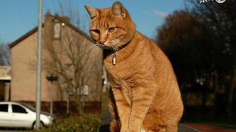 一、 天猫主图基本要求