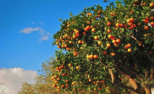 开拓海外市场， 打造品牌影响力