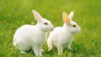 兔抓手平台的核心功嫩：小白兔一键复制的宝贝在哪