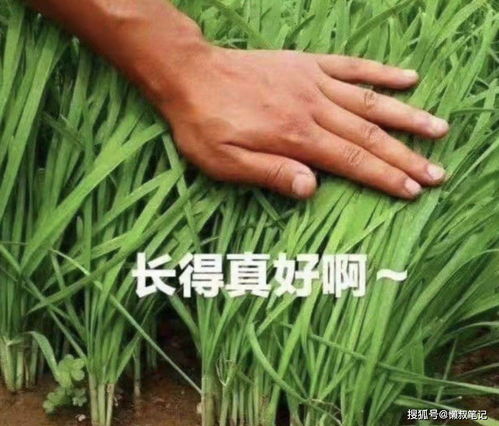 社媒种草：打造品牌影响力