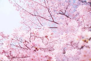 “春晓计划”2.0版， AI全Neng服务包全新升级