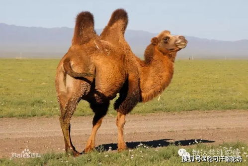 四、 骆驼兄弟物流——秘鲁跨境电商包裹专线服务