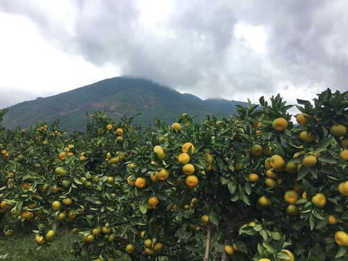 助力“一带一路”， 推动农业对外开放