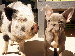 飞猪平台为学生提供春运购票补贴