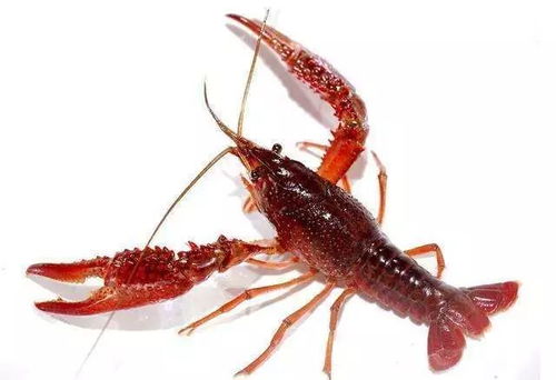 龙虾养殖：涉足儿童水陆空各种游乐领域