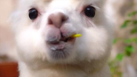 第三名：羊驼——神兽阿蛋