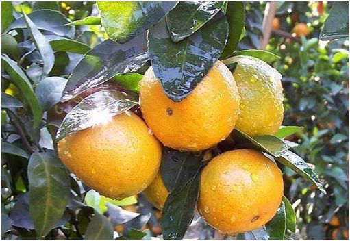 产业兴旺， 助力乡村振兴