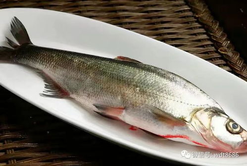 二、 秋刀鱼工具箱：选词的新利器