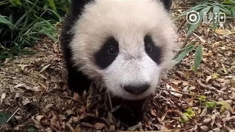 “熊猫后院计划”助力大熊猫救助基地