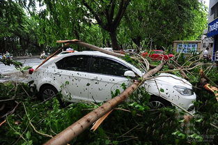 一、 整车运输保险概述