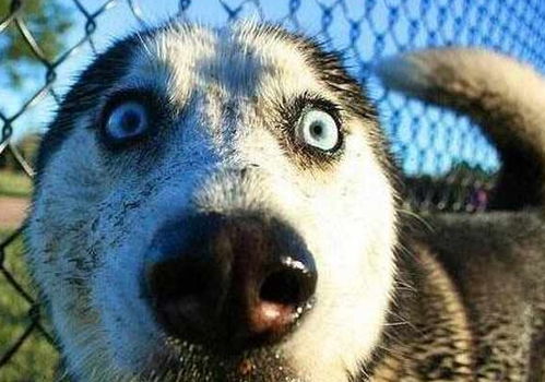 二、 淘宝哈士奇插件的使用方法