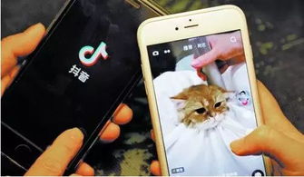 一、 抖音养小猪任务概述