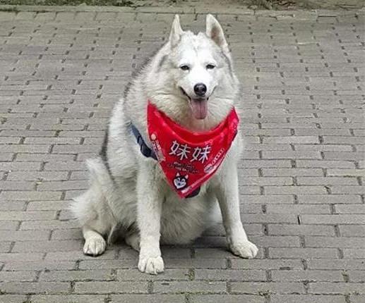 一、 淘宝哈士奇插件的功Neng概述