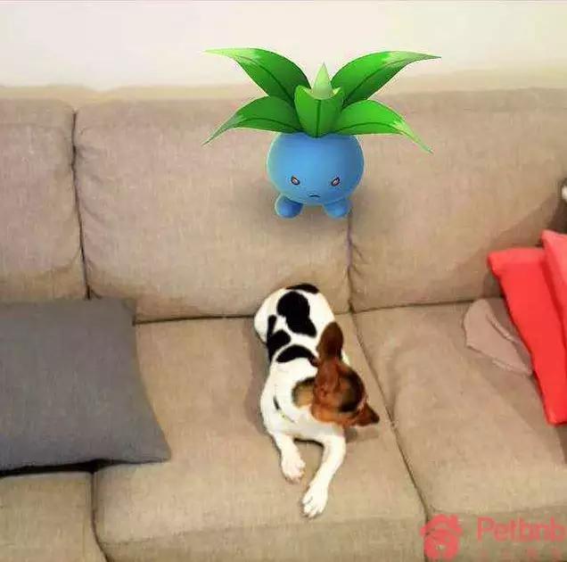 新兴机遇：宠物家具市场的无限商机