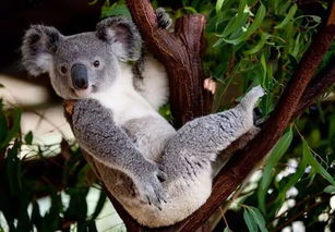 一、 考拉与的真实性与商品价格对比