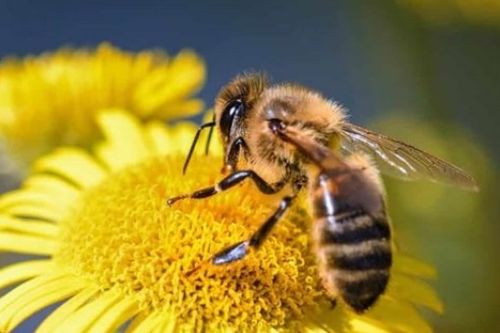 跨省运输还需目的地农业部门备案