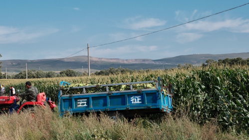 飞猪端午期间国际机票预订量和元旦相比增超4.1倍