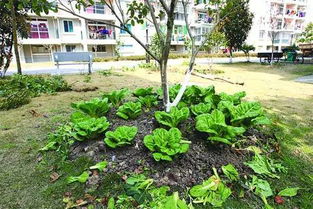 一、拼多多种菜有什么用？