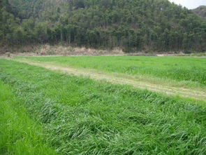 种草与拔草：一对奇妙的网络词汇