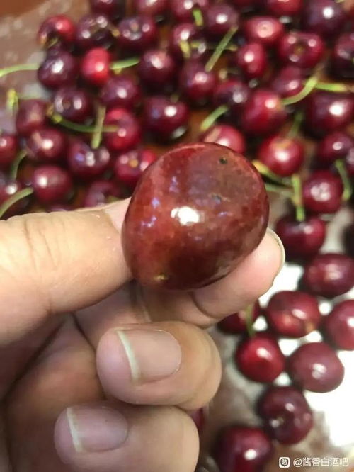 智利车厘子海运预售季的正式开启