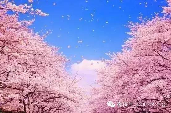 樱花季新玩法“樱你限定”，满足个性化需求